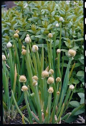 Picture of Welsh Onion (Allium Fistulosum)